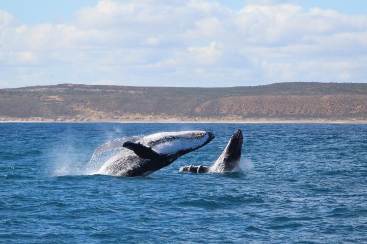 a whale jumping out of a body of water