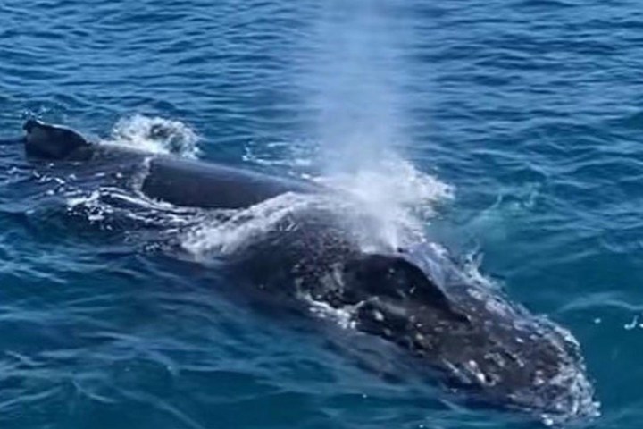 a whale swimming under water