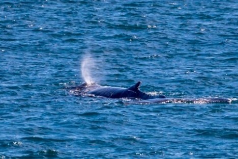 a whale jumping out of the water