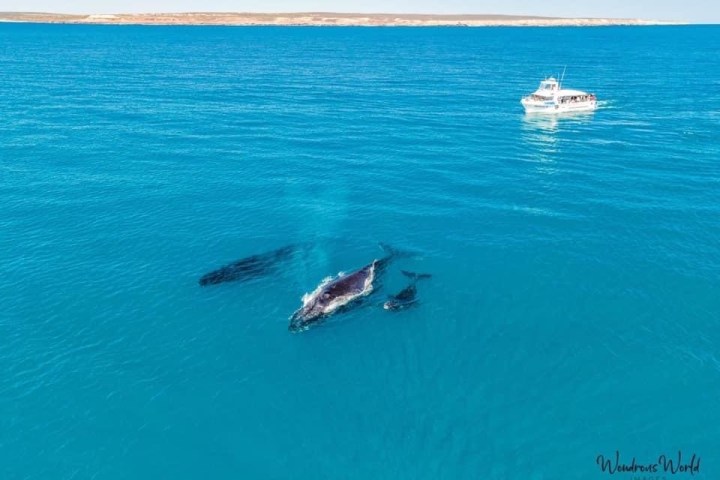 a group of people swimming in a body of water