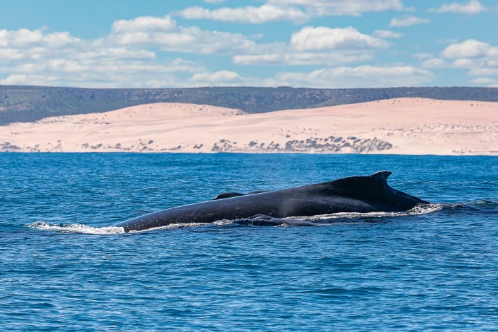 a whale jumping out of a body of water