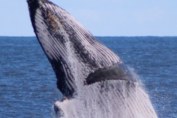 a whale jumping out of the water