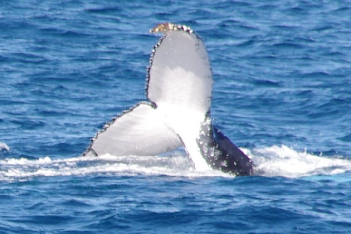 a whale jumping out of the water