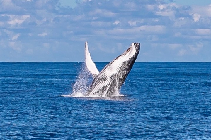 a whale jumping out of a body of water