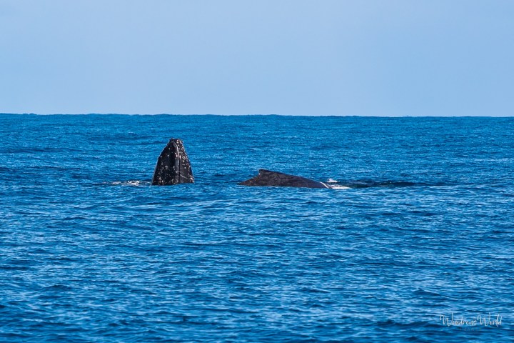 a whale swimming in a body of water