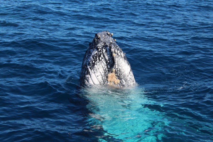 a bear swimming in a body of water