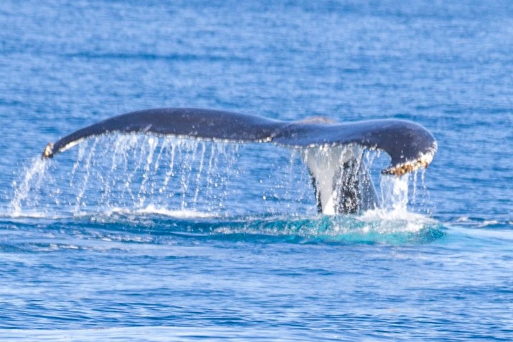 Whale tail above water, droplets falling, in a blue ocean scene.